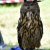 I nostri amici animali